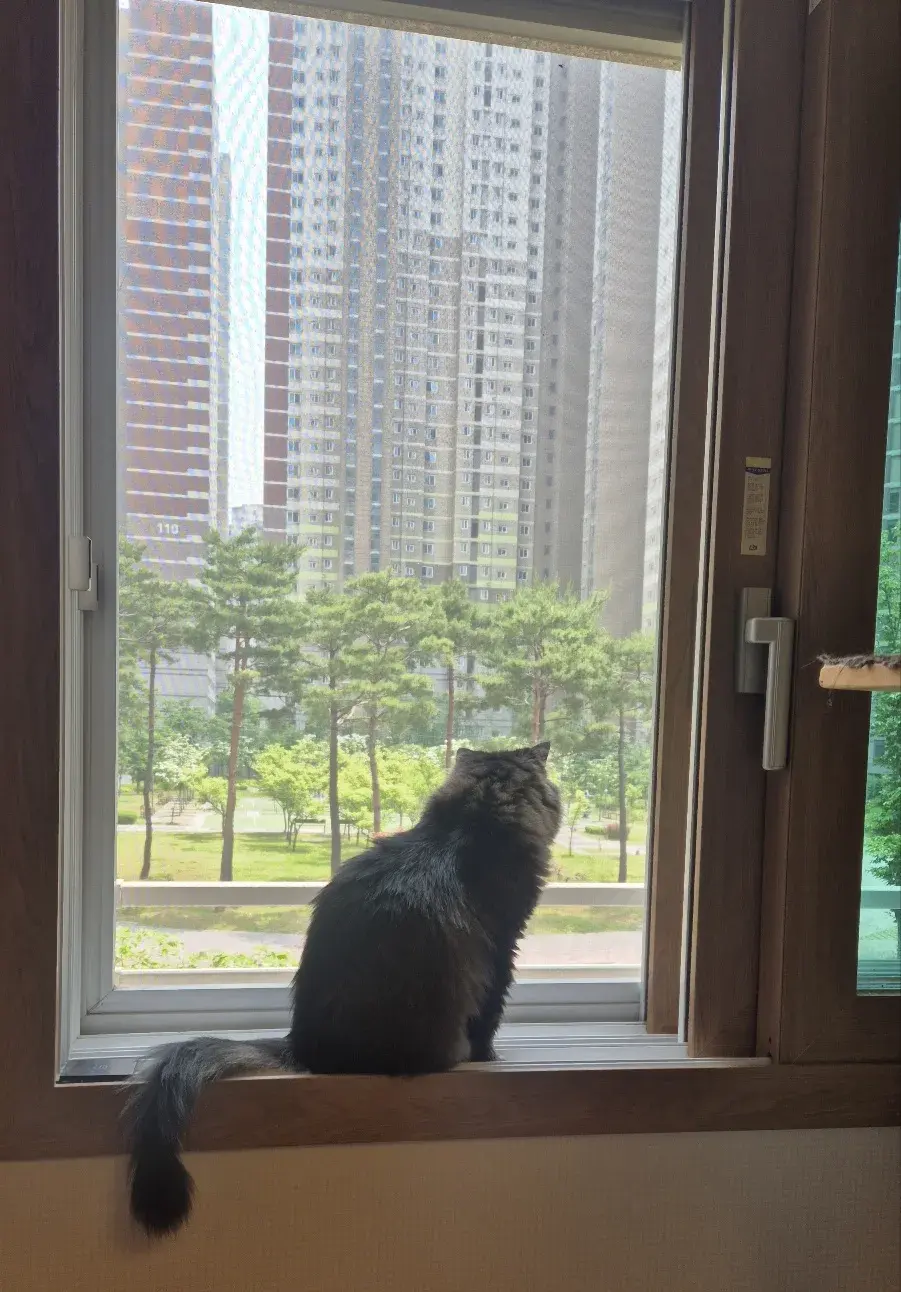 고양이 방충망
